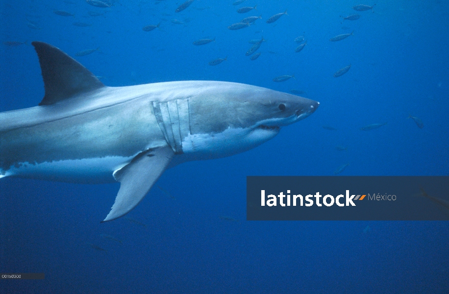 Retrato subacuático de gran tiburón blanco (Carcharodon carcharias), vista lateral, Australia del su