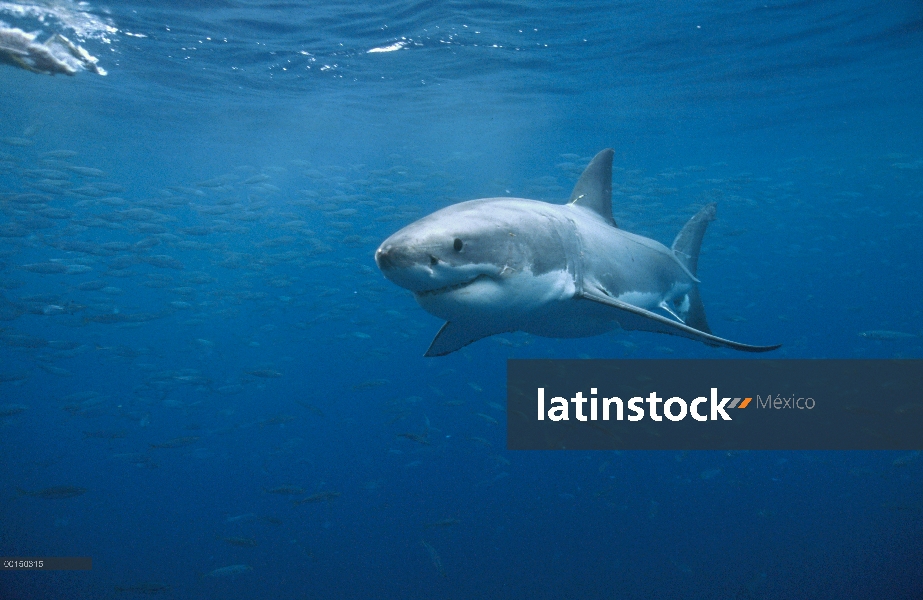 Gran tiburón blanco (Carcharodon carcharias) natación, Islas de Neptuno, Australia del sur