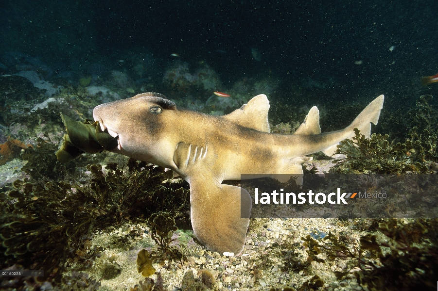 Crestado macho de tiburón cabeza de Toro (Heterodontus galeatus) masticar en el caso de huevo recién