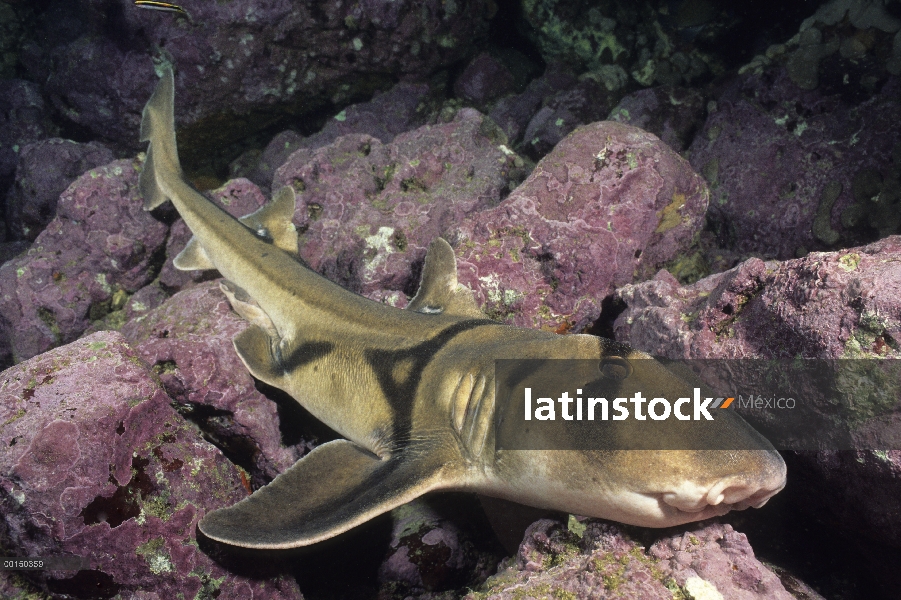 Port Jackson Shark (Heterodontus portusjacksoni), Jervis Bay, Nueva Gales del sur, Australia