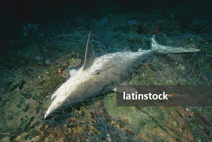 Tiburón gris (Carcharhinus Charcharhinus) muerto después de enredarse en la red de pesca, Tailandia