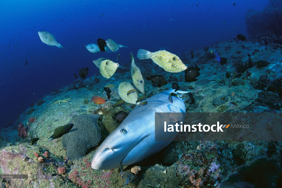 Muertos de tiburón gris (Carcharhinus Charcharhinus) después de que sus aletas fueron cortadas para 