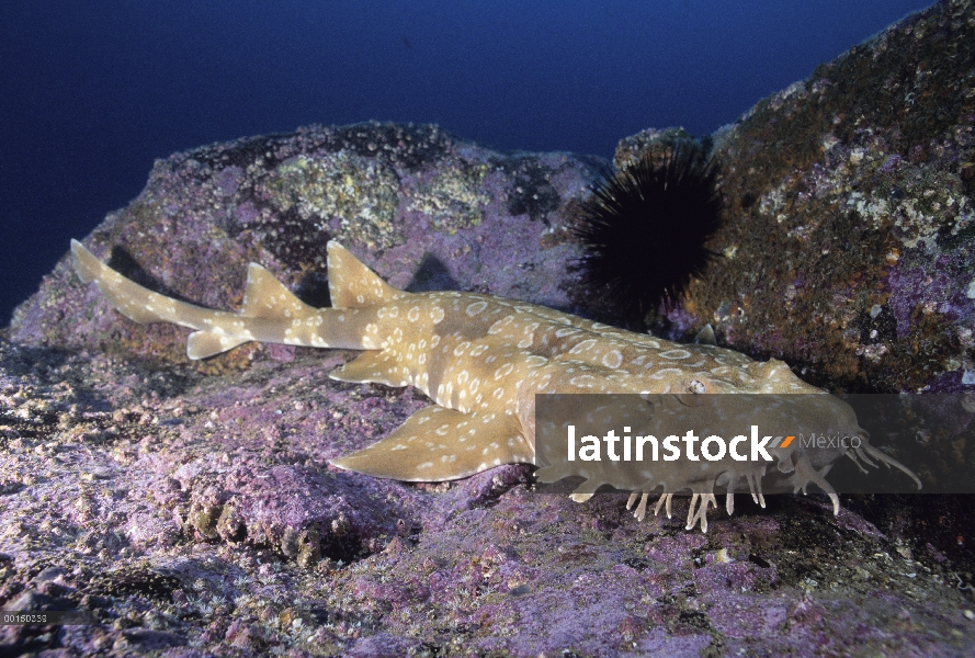 Manchado tiburón Wobbegong (Orectolobus maculatus) descansando en la roca, Forster-Tuncurry, New Sou