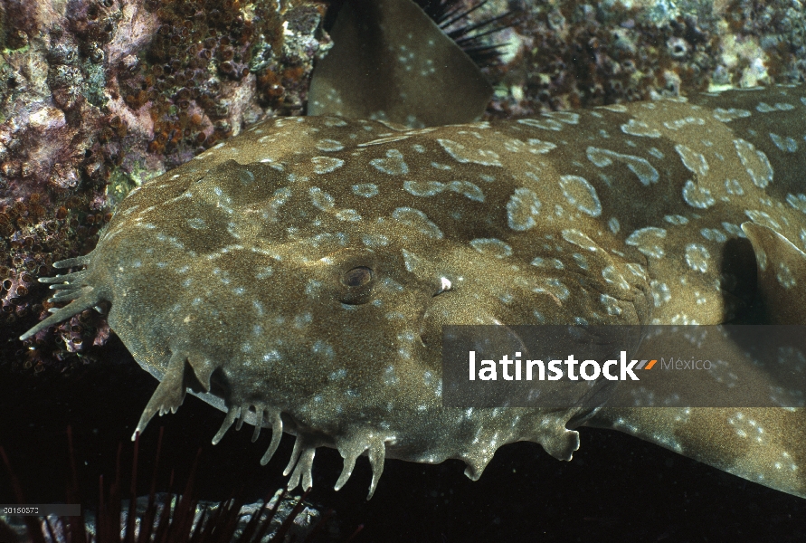 Visto tiburón Wobbegong (Orectolobus maculatus), primer plano, bajo el agua, Forster-Tuncurry, New S