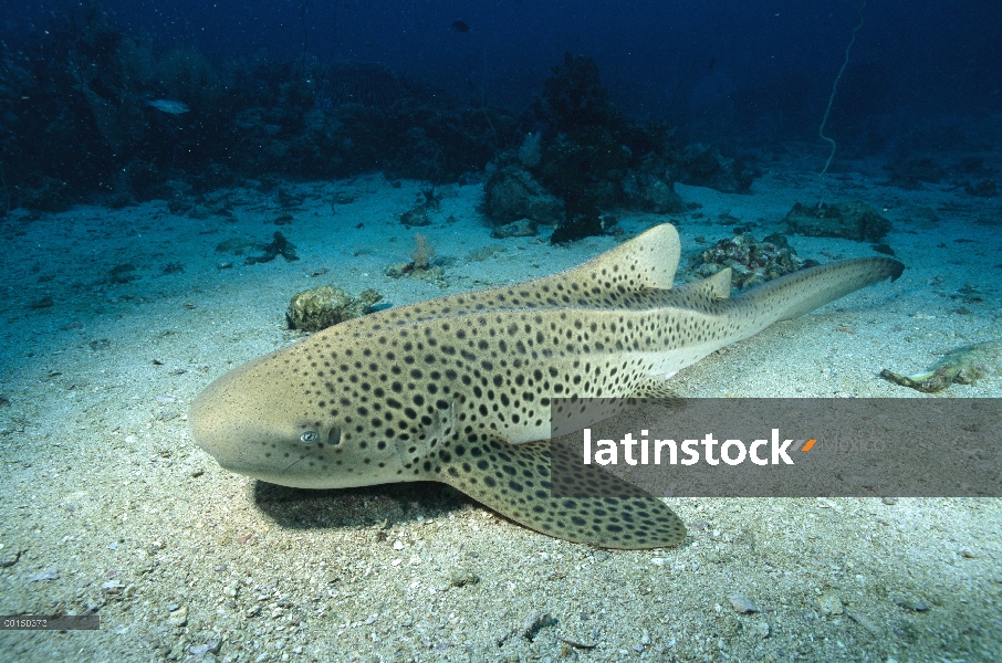 Zebra Shark (Stegostoma fasciatum) retrato, submarina, Phuket, mar de Andaman, Tailandia