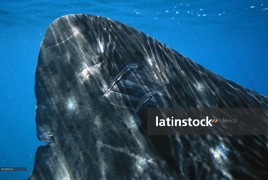 Aleta de tiburón ballena (Rhincodon typus) con propulsor causado cicatrices, arrecife de Ningaloo, A