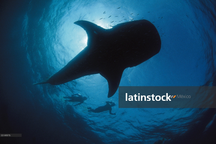 La ballena tiburón (Rhincodon typus) nadando junto a dos buceadores, arrecife de Ningaloo, Australia