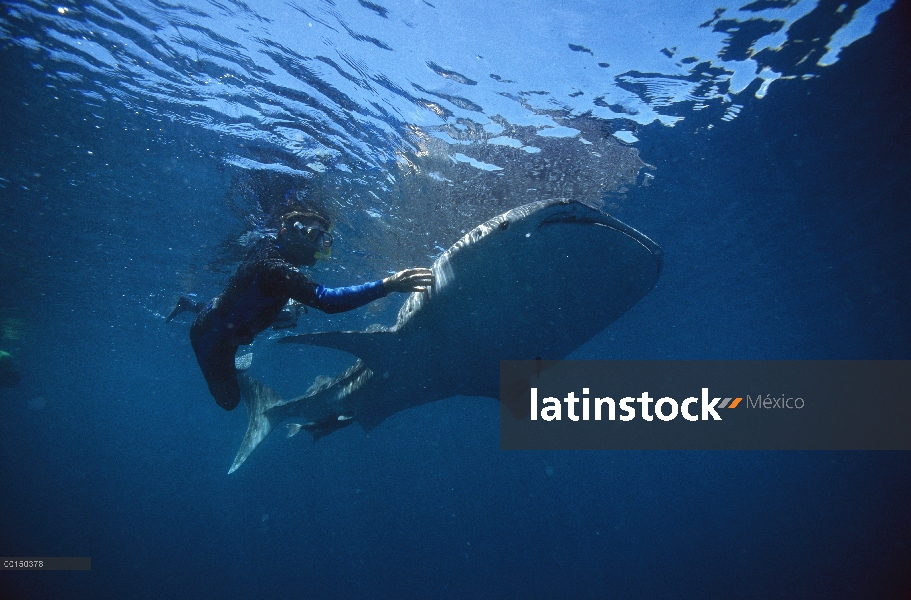 Tiburón ballena (Rhincodon typus), natación con buceador tocarla, arrecife de Ningaloo, Australia