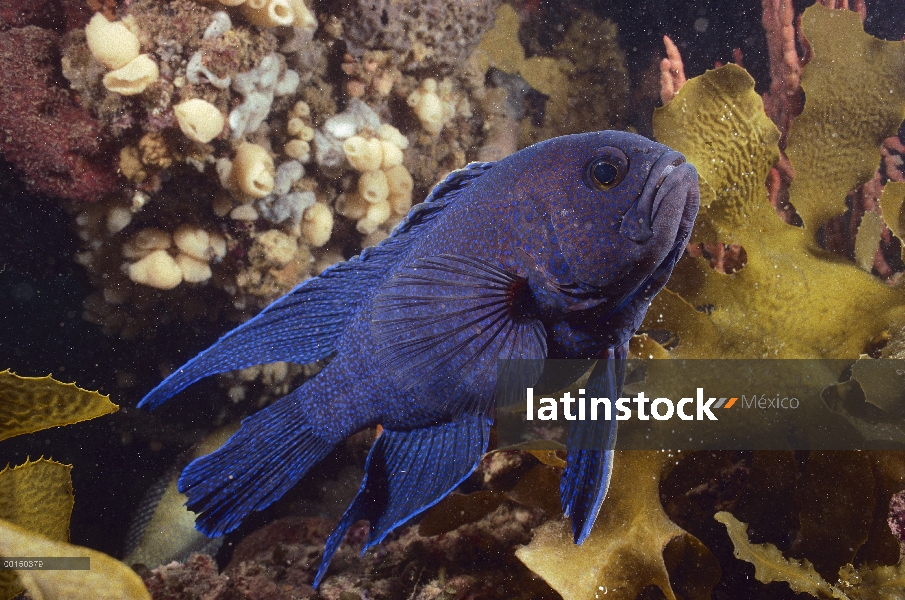 Western Blue Devil (Paraplesiops meleagris), Aldinga arrecife, España