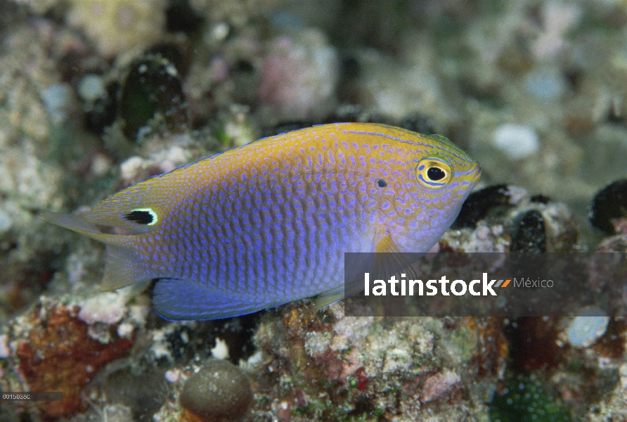 Retrato princesa doncella (Pomacentrus vaiuli), vista lateral, Manado, North Sulawesi, Indonesia