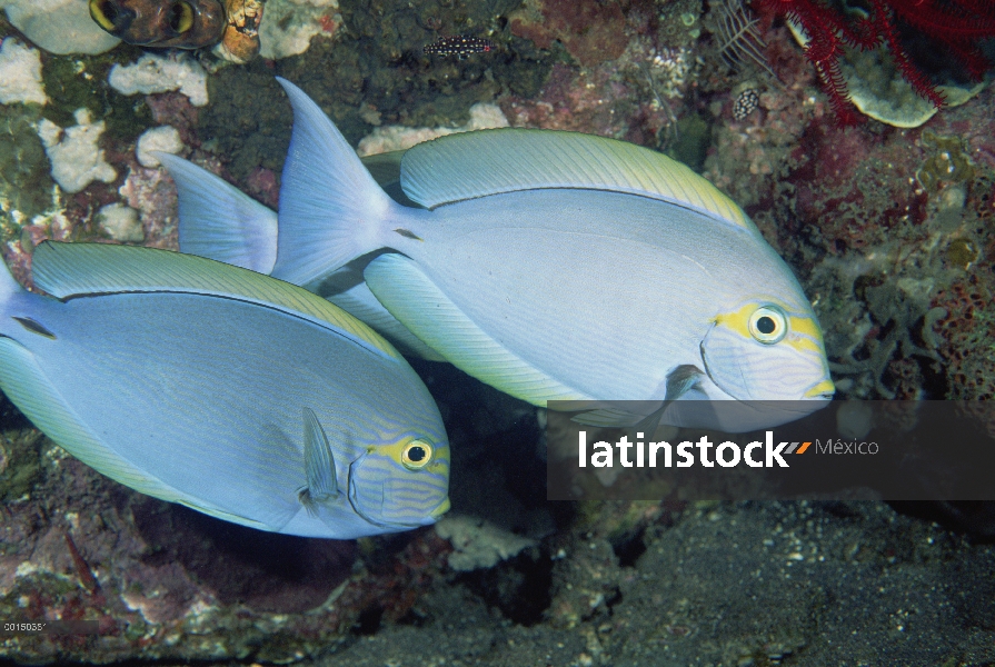 Alargar el par de pez cirujano (Acanthurus mata), bajo el agua, Bali, Indonesia