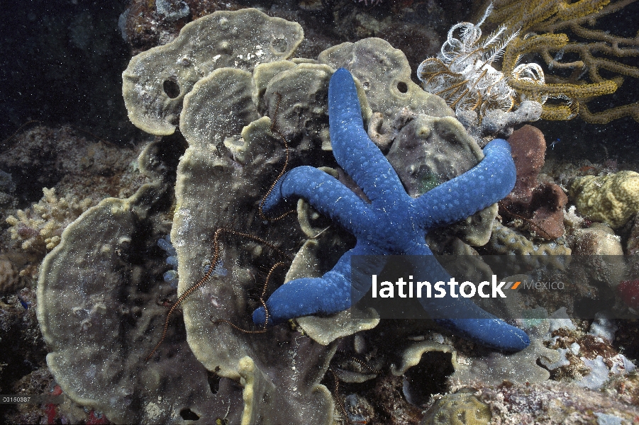 Azul estrella de mar (Linckia laevigata) una estrella de mar común de arrecife poco profundo, gran b