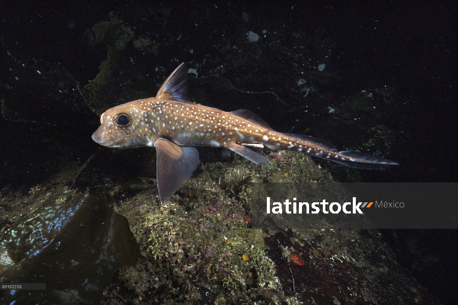 Visto mantelinas (Hydrolagus colliei), isla de Vancouver, Columbia Británica, Canadá