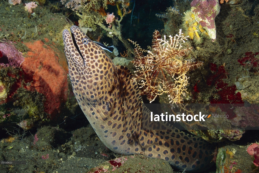 Manchado anguila morena (Gymnothorax isingteena) salen de la madriguera, Bali, Indonesia