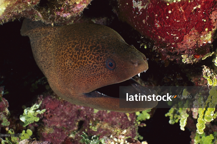 Gigante anguila de Moray (Gymnothorax javanicus) salen de la madriguera, Queensland, Australia