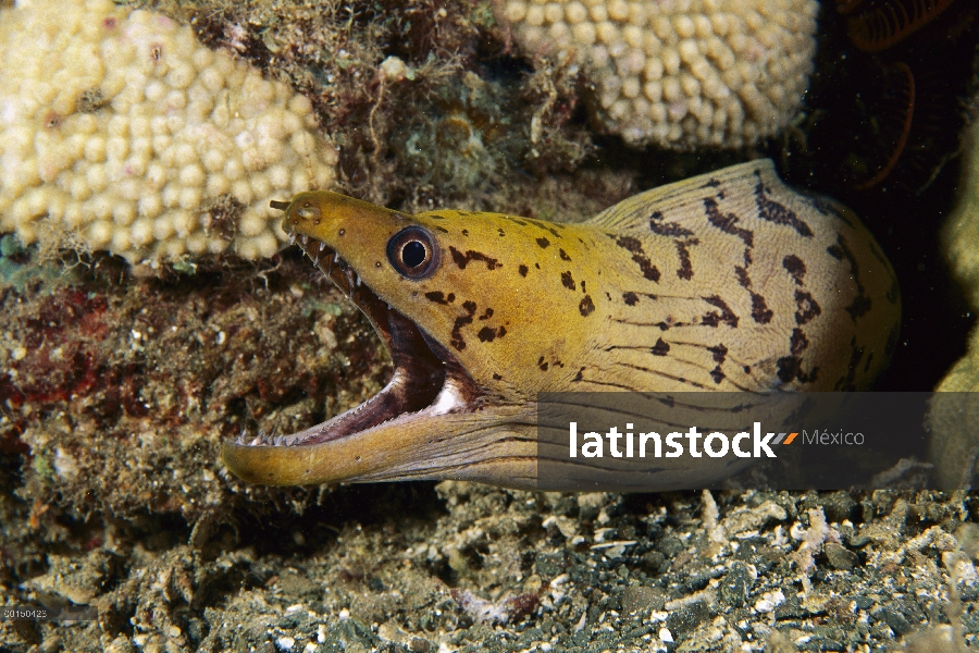 Manchas oscuras la anguila morena (Gymnothorax fimbriatus) con la boca abierta, la bahía de Milne, P