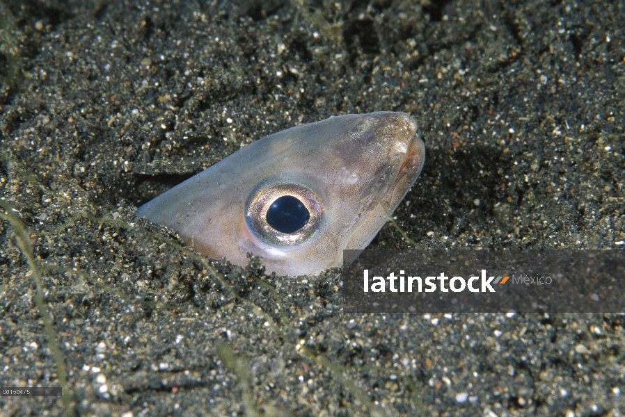 Bigote de congrio (Conger cinereus) enterrado en arena en el fondo del océano, estrecho de Lembeh, I