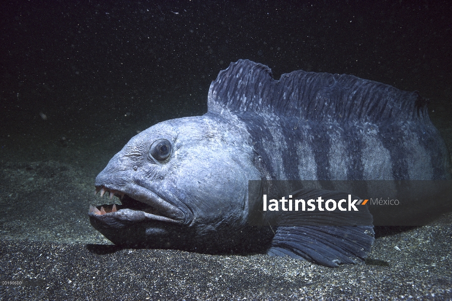 Atlantic perro pintado (Anarhichas lupus) descansando en el piso del océano, se alimenta de mejillon