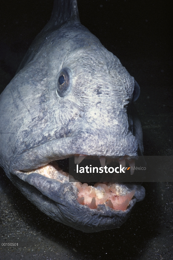 Retrato de primer plano Atlántico perro pintado (Anarhichas lupus), se alimenta de mejillones y otro