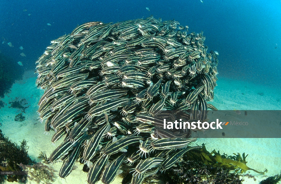 Rayada bagre (Plotosus lineatus) forma densa las escuelas para la protección de los depredadores, Fo