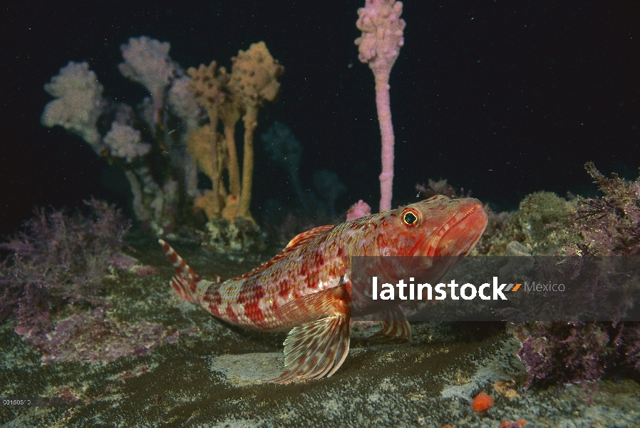 Sargento Baker (Aulopus purpurissatus), Jervis Bay, Nueva Gales del sur, Australia