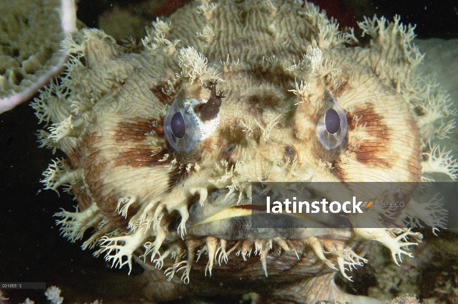 El pejesapo tres espinas (Batrachomoeus trispinosus), Exmouth, Australia occidental