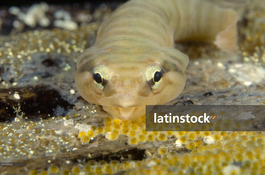 Hombre de Chafarrocas (Aspasmogaster tasmaniensis) Tasmania protegiendo huevos puestos por varias he