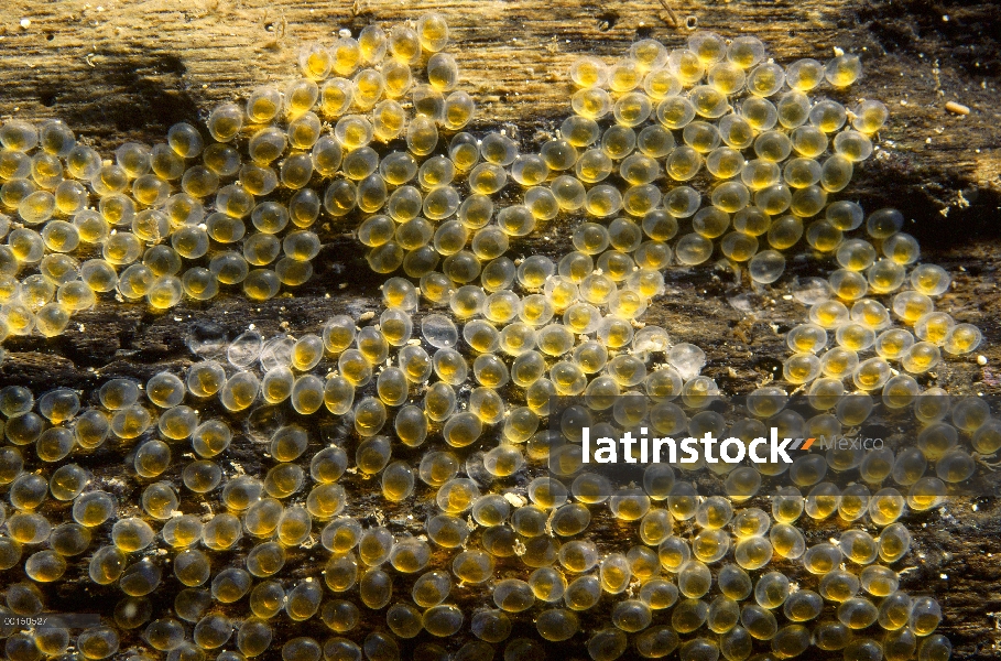 Huevos del Chafarrocas (Aspasmogaster tasmaniensis) Tasmania cerca para arriba, Edithburgh, Australi