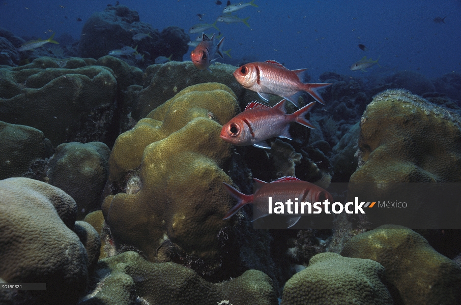 Grupo Blackbar Soldierfish (Myripristis jacobus) sobre arrecifes de coral, Bonaire, Caribe