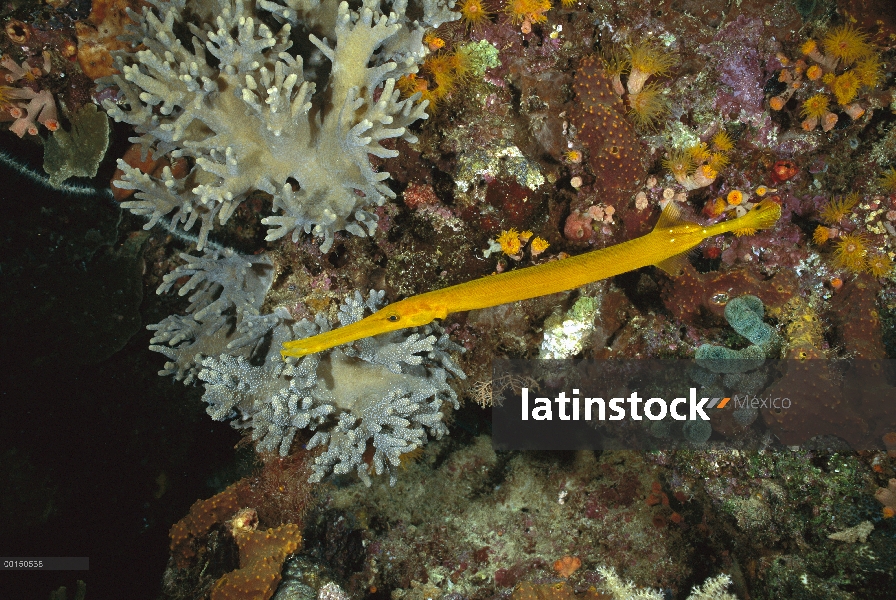 China trompetas (Aulostomus chinensis) en Arrecife, Manado, Sulawesi, Indonesia