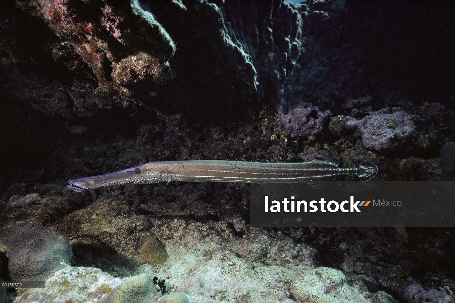 Trompetas (Aulostomus maculatus), British West Indies, Caicos del sur, Caribe