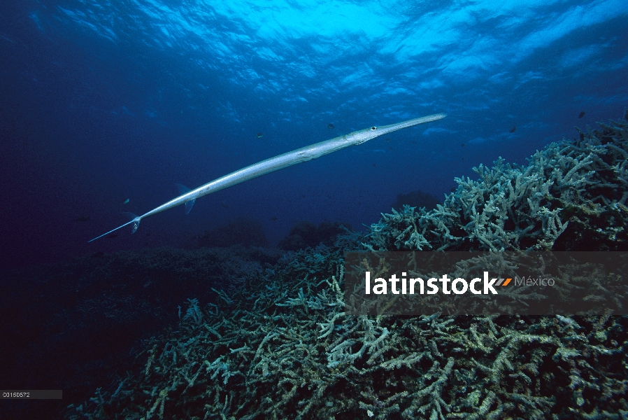 Bluespotted Cornetfish (Fistularia commersonii) sobre coral, gran barrera de coral, Australia