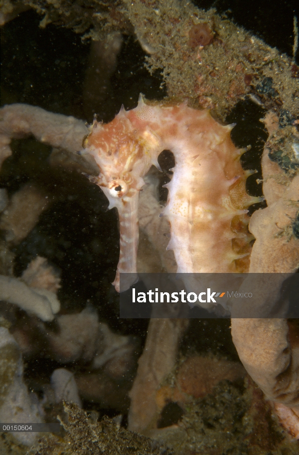 Retrato de Caballito de mar (Hippocampus histrix) espinoso, estrecho de Lembeh, Indonesia