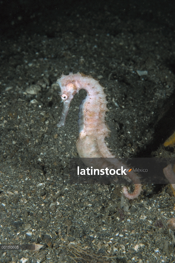 Espinoso macho de Caballito de mar (Hippocampus histrix) cuya cría de la bolsa se hincha con el desa