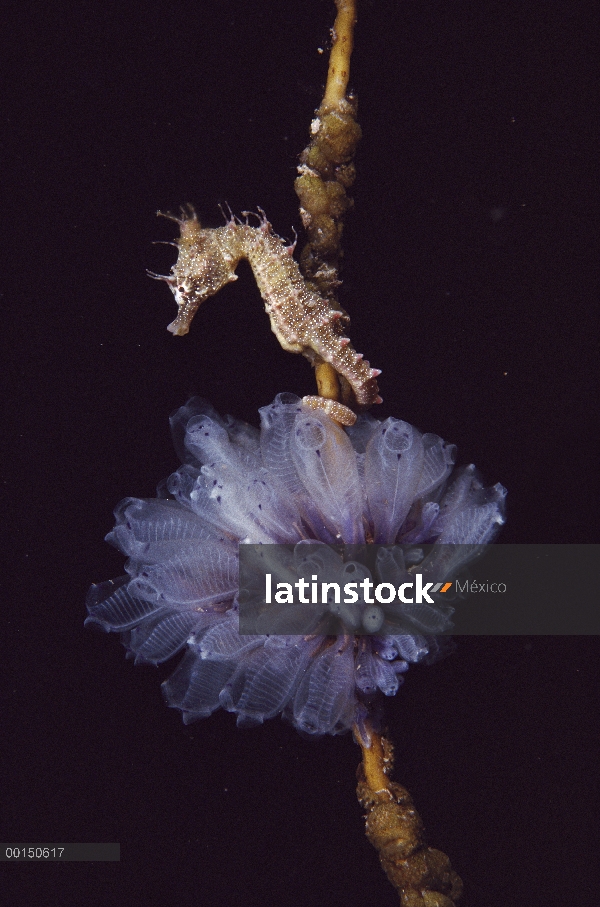 Corto-snouted Seahorse (Hippocampus breviceps) escondido entre Grupo de ascidias coloniales (Podocla