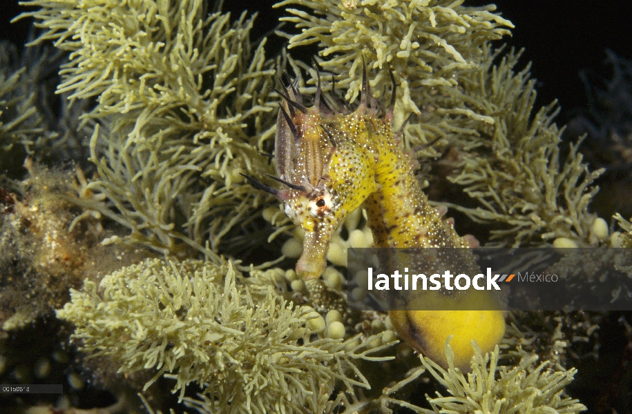 Corto-snouted Caballito de mar (Hippocampus breviceps) con dos isópodos parásitos pegados a su cabez