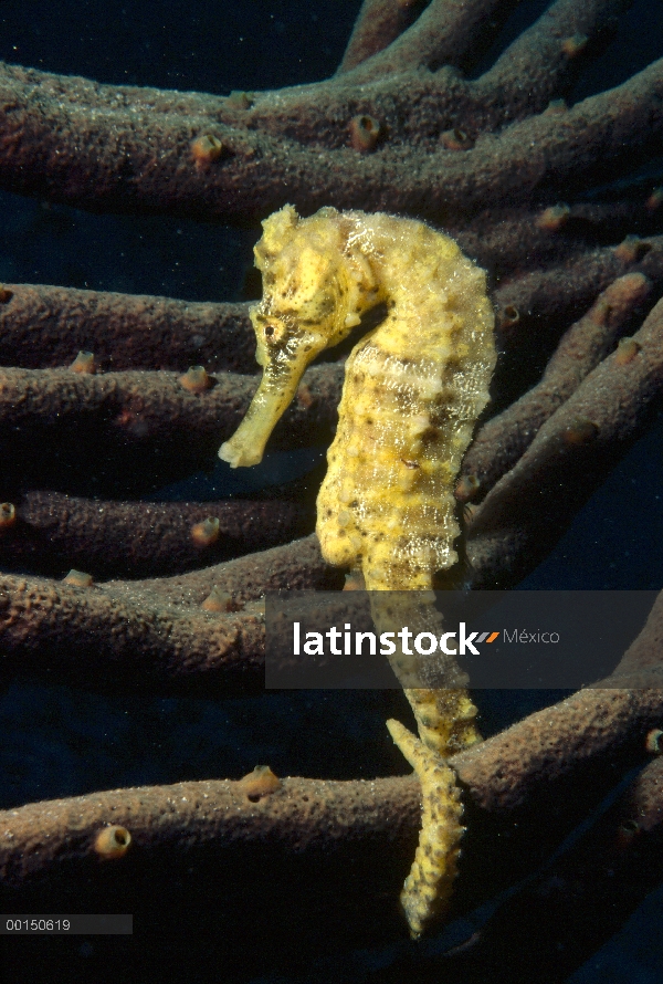 Retrato de Caballito de mar (Hippocampus reidi) larga overo, Bonaire, Antillas Holandesas