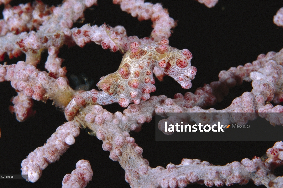 Caballito de mar pigmeo (Hippocampus bargibanti) camuflado en coral, estrecho de Lembeh, Indonesia