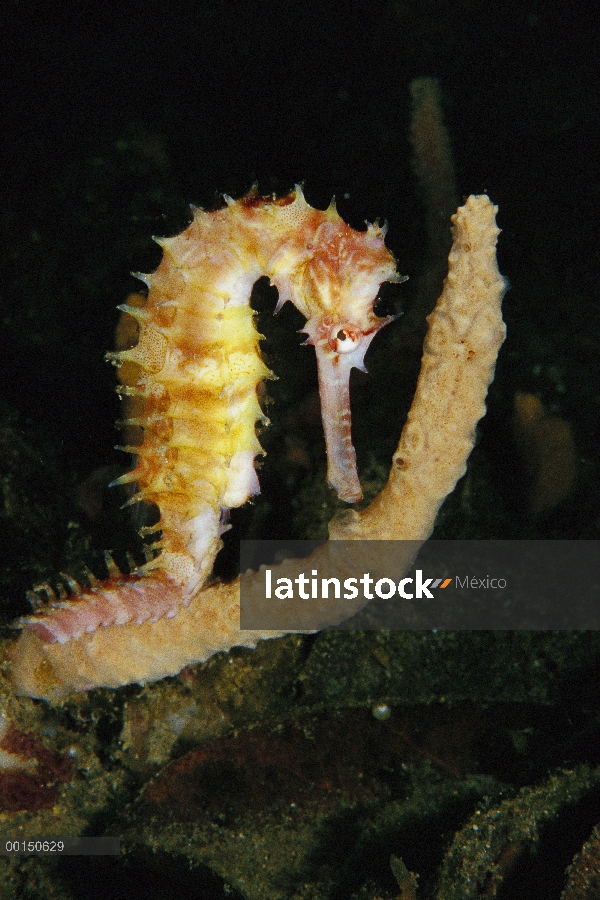 Caballito de mar espinoso (Hippocampus histrix) aferrado a la rama de una esponja, estrecho de Lembe