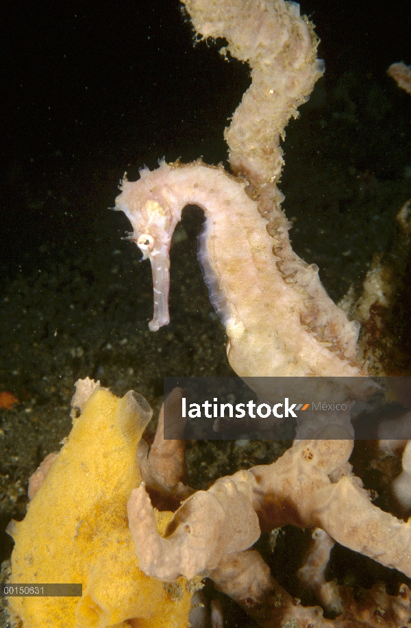 Espinoso macho de Caballito de mar (Hippocampus histrix) cuya cría de la bolsa se hincha con el desa