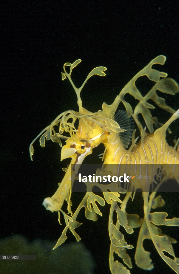 Dragón de mar de Emboar (Phycodurus eques) está camuflada para que parezca un pedazo de vegetación a