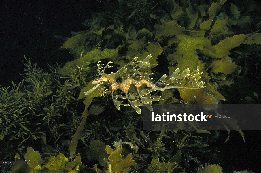 Dragón de mar de Emboar (Phycodurus eques) camuflado entre la maleza de mar y algas, Edithburgh, Aus