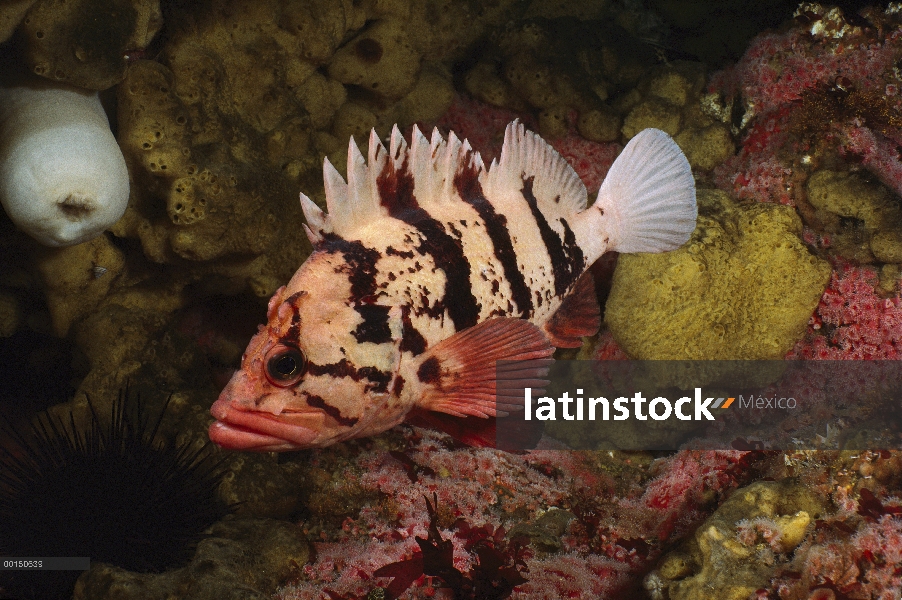 Tigre Rockfish (Sebastes nigrocinctus), Quadra Island, Columbia Británica, Canadá