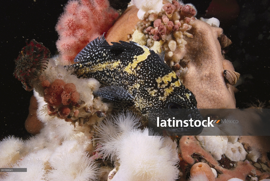 China Rockfish (Sebastes nebulosus), Columbia Británica, Canadá