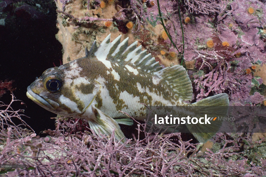 De cobre Rockfish (Sebastes caurinus), Carmel, California