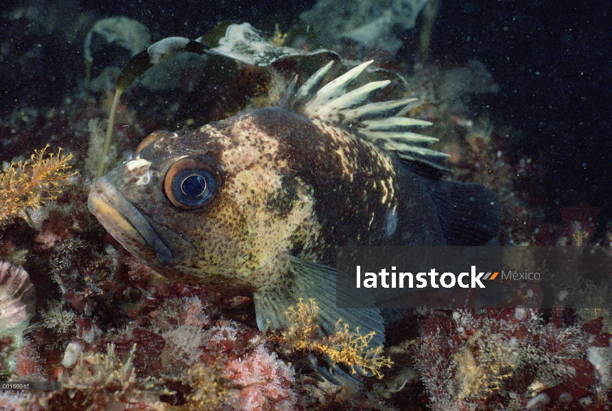 Quillback Rockfish (Sebastes maliger), isla de Vancouver, Columbia Británica, Canadá