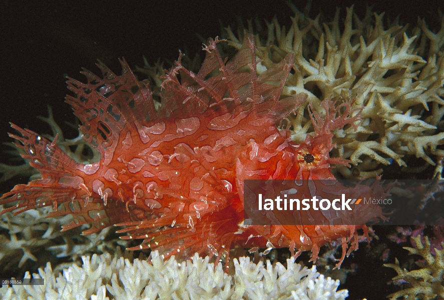 Cabracho (Rhinopias sp), Bahía de Milne, Papua Nueva Guinea