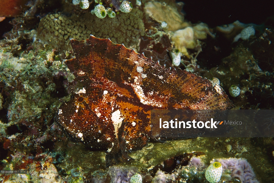 Hoja de cabracho (Taenianotus triacanthus) camuflado en Arrecife, Manado, Sulawesi, Indonesia