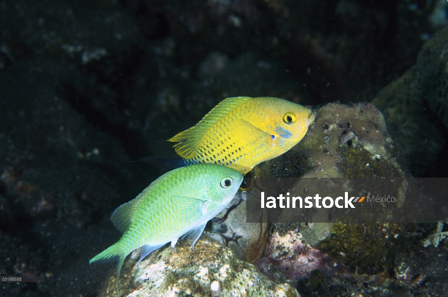 Chromis verde-azul (Chromis viridis) cortejando a par, el macho más grande exhibe coloración notable