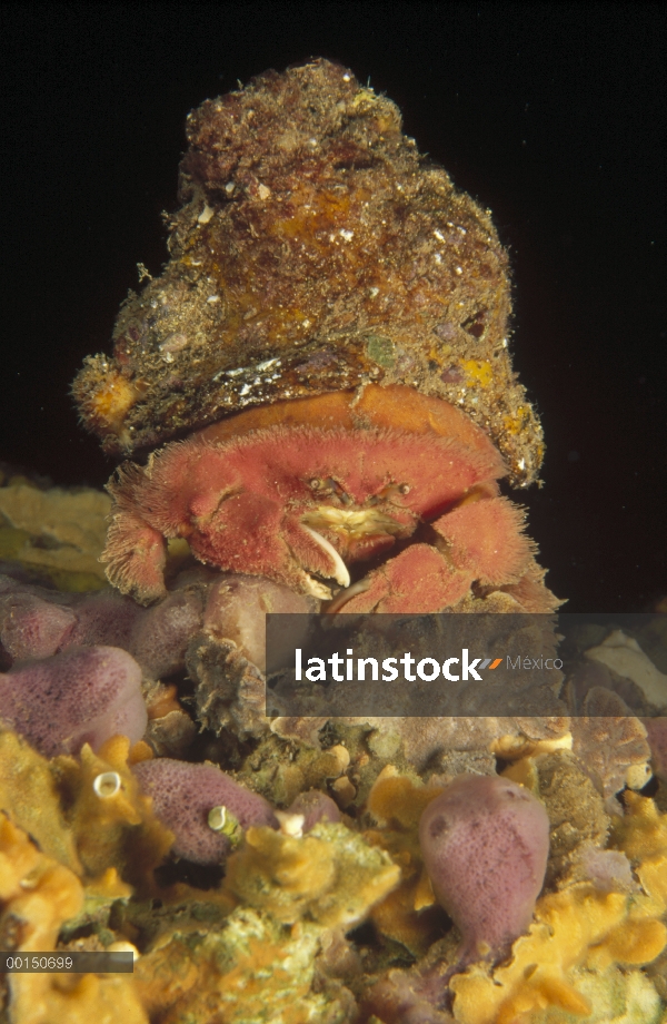 Cangrejo de esponja con flecos (Dromidiopsis globosa) llevaba un sombrero de una gran coloración sol